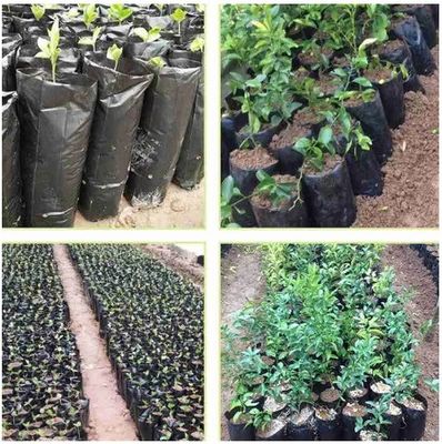 Saco de plástico para planta de jardim planta de frutas vegetais florista